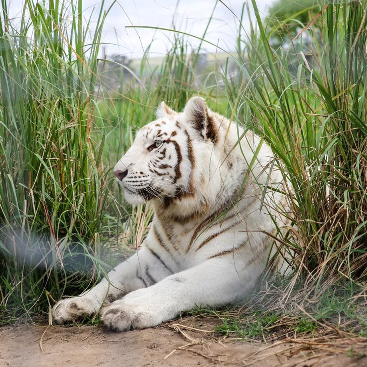 SA City Pass tweet media