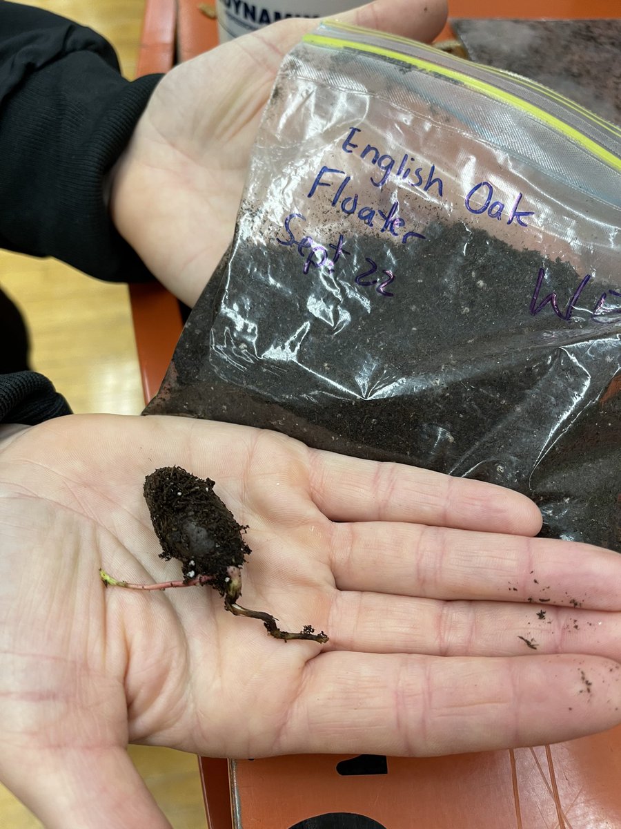 A healthy acorn should sink in water…so it was a surprise to see this acorn had germinated.