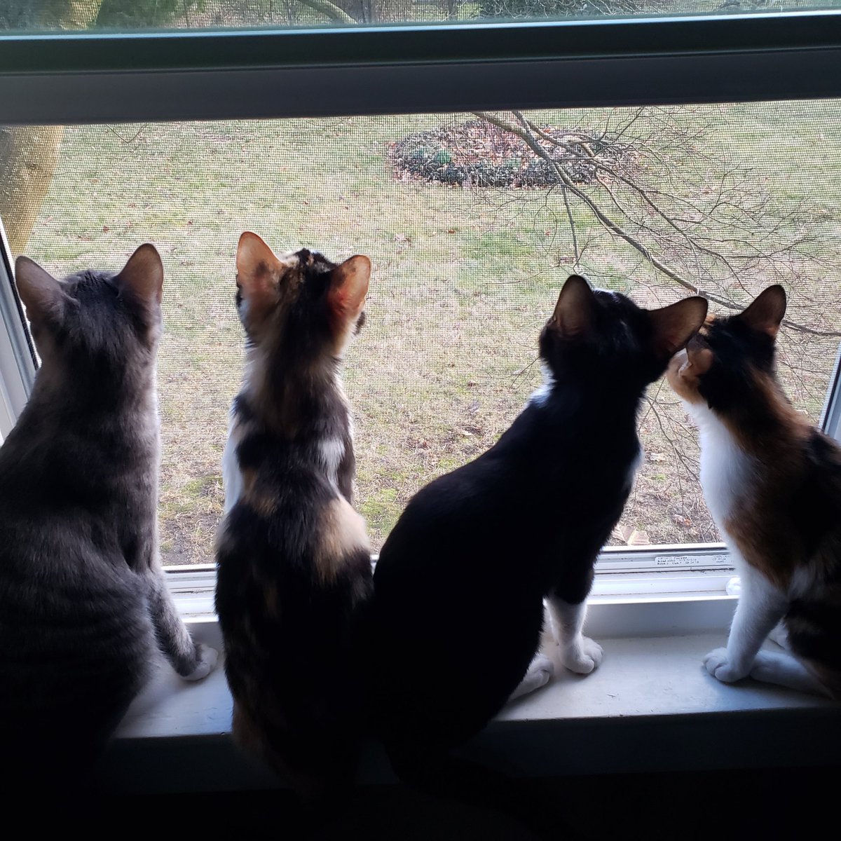 NekaCooper's tweet photo. I need bigger windows. #manycats #birdwatching https://t.co/t8hMJImVC4