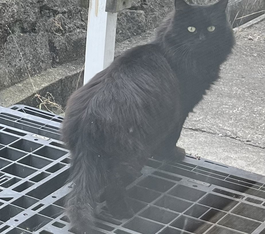 yu_topia_utopia's tweet photo. 我が家の猫に会いに…なのかな？
毎日窓の外から野良猫がこんにちはしてる。家猫とにゃーにゃー会話してるけど、私とは会話してくれない。こんにちは猫ちゃん。 https://t.co/ZUvr746fif