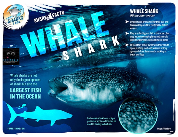 Shark Education on Twitter: "Did you know Whale shark skin is thicker