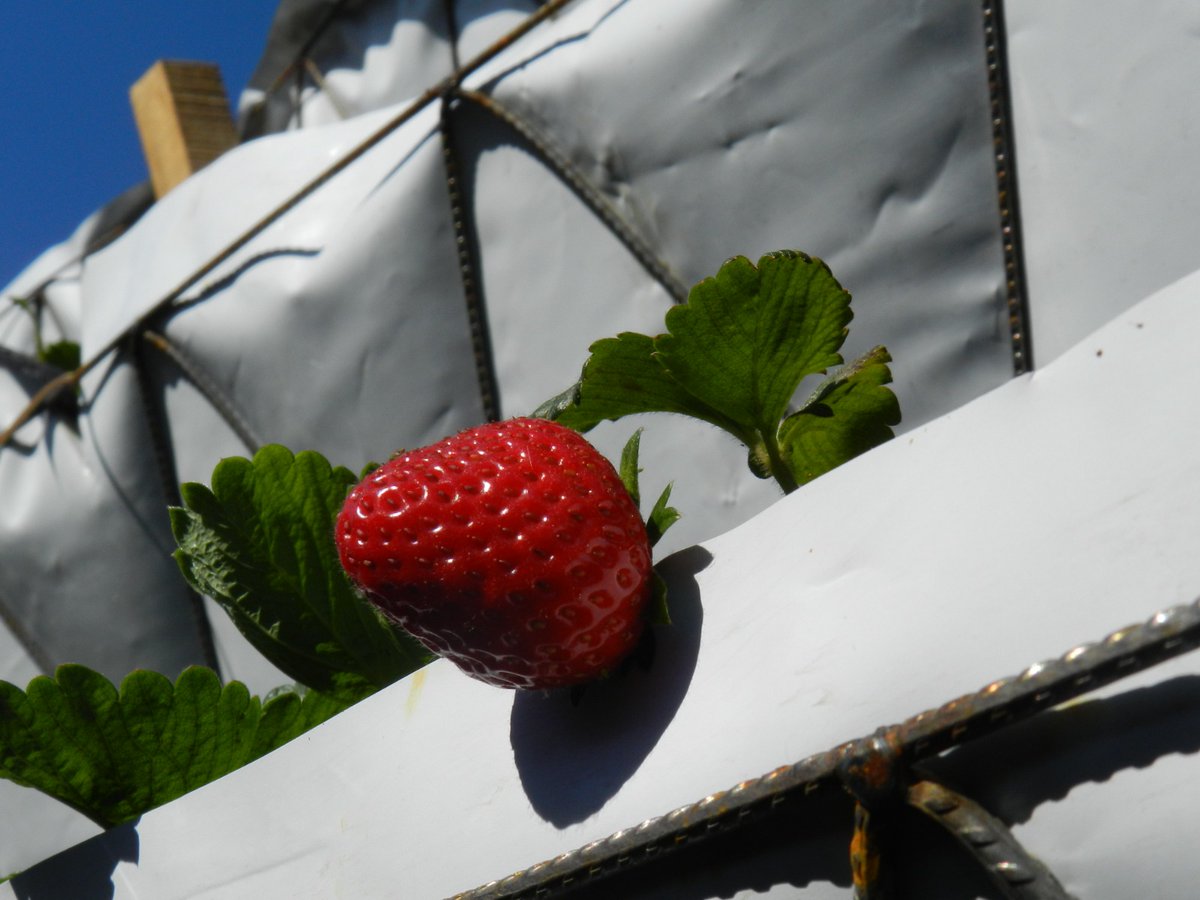 PRODUCCIÓN HIDROPÓNICA + TURISMO: UNA NUEVA EXPERIENCIA DE AGROTURISMO 

La Dirección de Turismo de Epuyén, acompaña y fomenta el desarrollo de nuevas propuestas agroturísticas como es el caso de “Kosten Cultivos del Sur”.