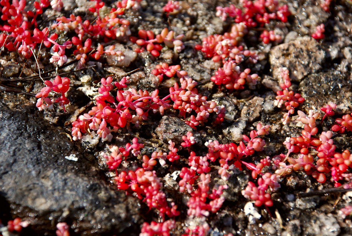 Did you know that there are plants that only grow on the rock outcrops of the Southeastern U.S.? Diamorpha plants are one of them. These plants can be found on the granite outcrops in the Piedmont Region of GA. What connections can you make to Science GA Standards of Excellence?