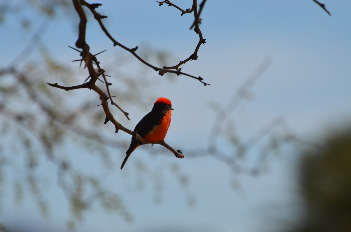 OnlyVeesAz's tweet photo. Five years ago I took my first bird photo with a camera that was given to me by a gracious client. Thank you for joining me on this journey. https://t.co/sCYy82jM7h