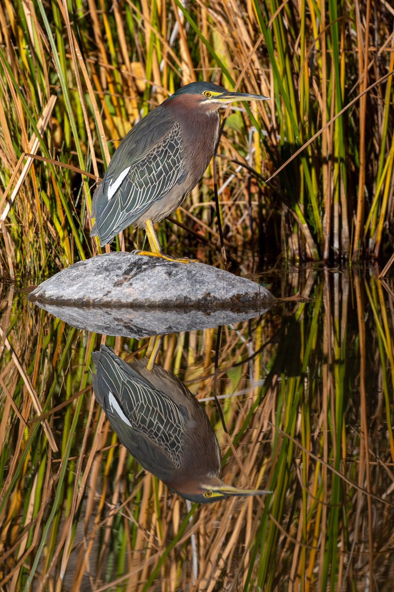 OnlyVeesAz's tweet photo. Five years ago I took my first bird photo with a camera that was given to me by a gracious client. Thank you for joining me on this journey. https://t.co/sCYy82jM7h