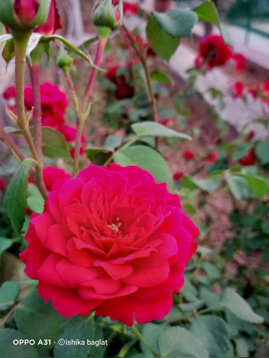 ishikabaglat's tweet photo. add colors to your life like flowers 🌺🌹
#FridayVibes #flowre #Evening #Red #nature #photography https://t.co/o6ICPc8ans