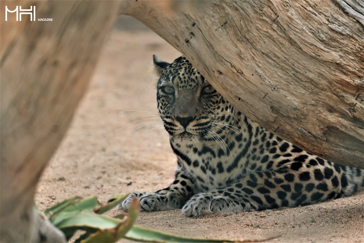 MHmgazine's tweet photo. Today and tomorrow @RCU_SA and partners invite the public to an #ArabianLeopardDay digital exhibition with stunning images of this beautiful but endangered species projected onto the mountains surrounding Ashar Valley. Learn more at https://t.co/vOPfYiW8HQ
#MH_magazine https://t.co/xPgQWMkwAn