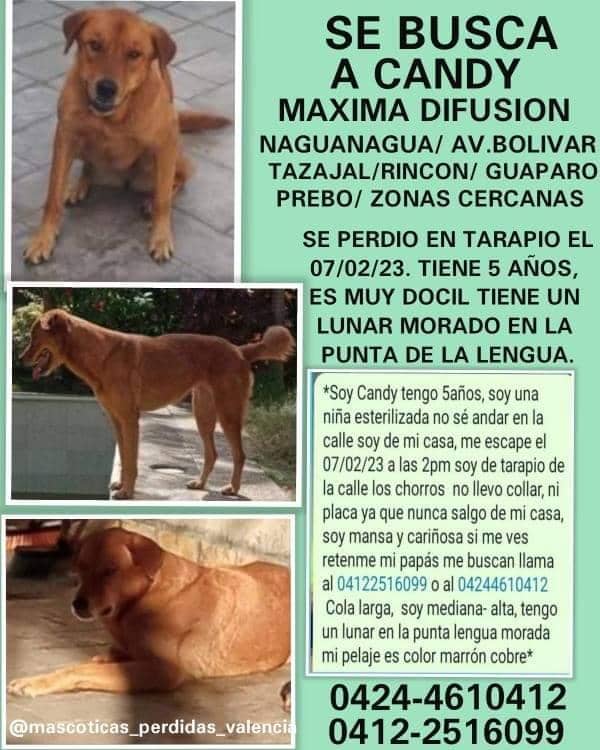 PerroUsuario's tweet photo. #SeBusca RT @jenniferestrak: @traffiVALENCIA 🙏🙏🙏🙏por favor,  retweets 😭 https://t.co/xyyezeSxaN