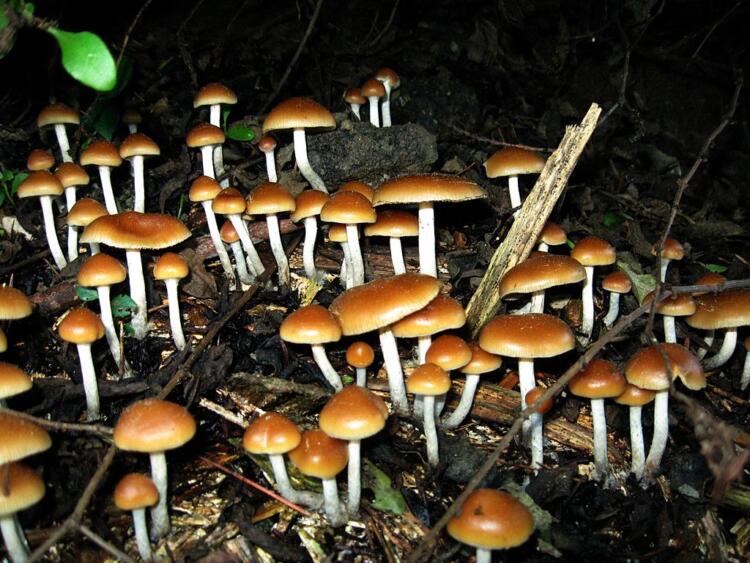 Will Massachusetts decriminalize the possession of psychedelic drugs? Two state legislators recently filed a bill aimed at decriminalizing certain psychedelic substances in the state. 
buff.ly/3YInU53