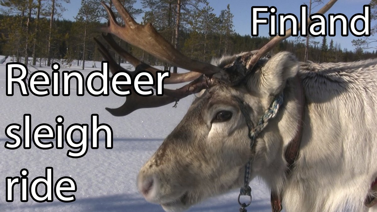 #Reindeer Sleigh Ride in #Magical #Lapland, #Finland 

#Sled #winter #4K #Travel 

youtu.be/_N6jU9FGHHA