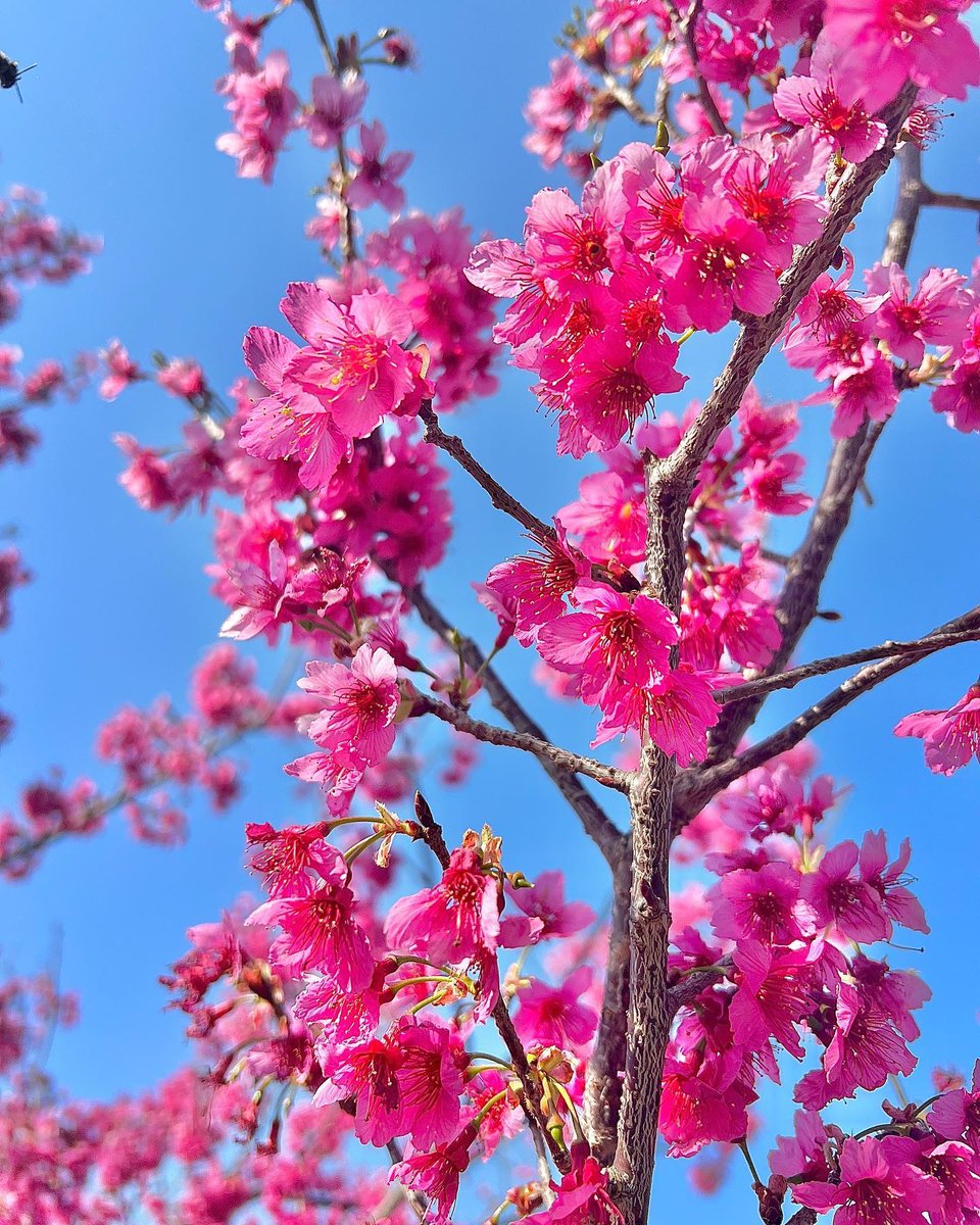 The #cherryblossoms in Taichung are blooming! #Kirschblüten #fleursdecerisier #fioridiciliegio #Floresdecerezo 📣Dear followers, this account will be merged into @taichungtravels from March. Follow that to discover latest events and attractions in Taichung city, Taiwan.