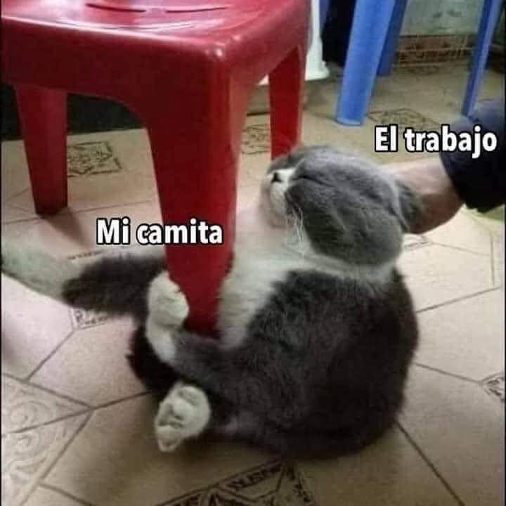 InfoMetroMX's tweet photo. Viernes con V de .....
Vamonooooos de borrachera todos!!! 🎉🎉🥳🥳🥳 Traemos $50 para gastar a lo desgraciado 😝😝🍻🍻🍻
#FelizViernesATodos #Viernes #BuenosDiasATodos #FelizDia #FelizViernes #muchis #gatos https://t.co/QZB7TPOmAh
