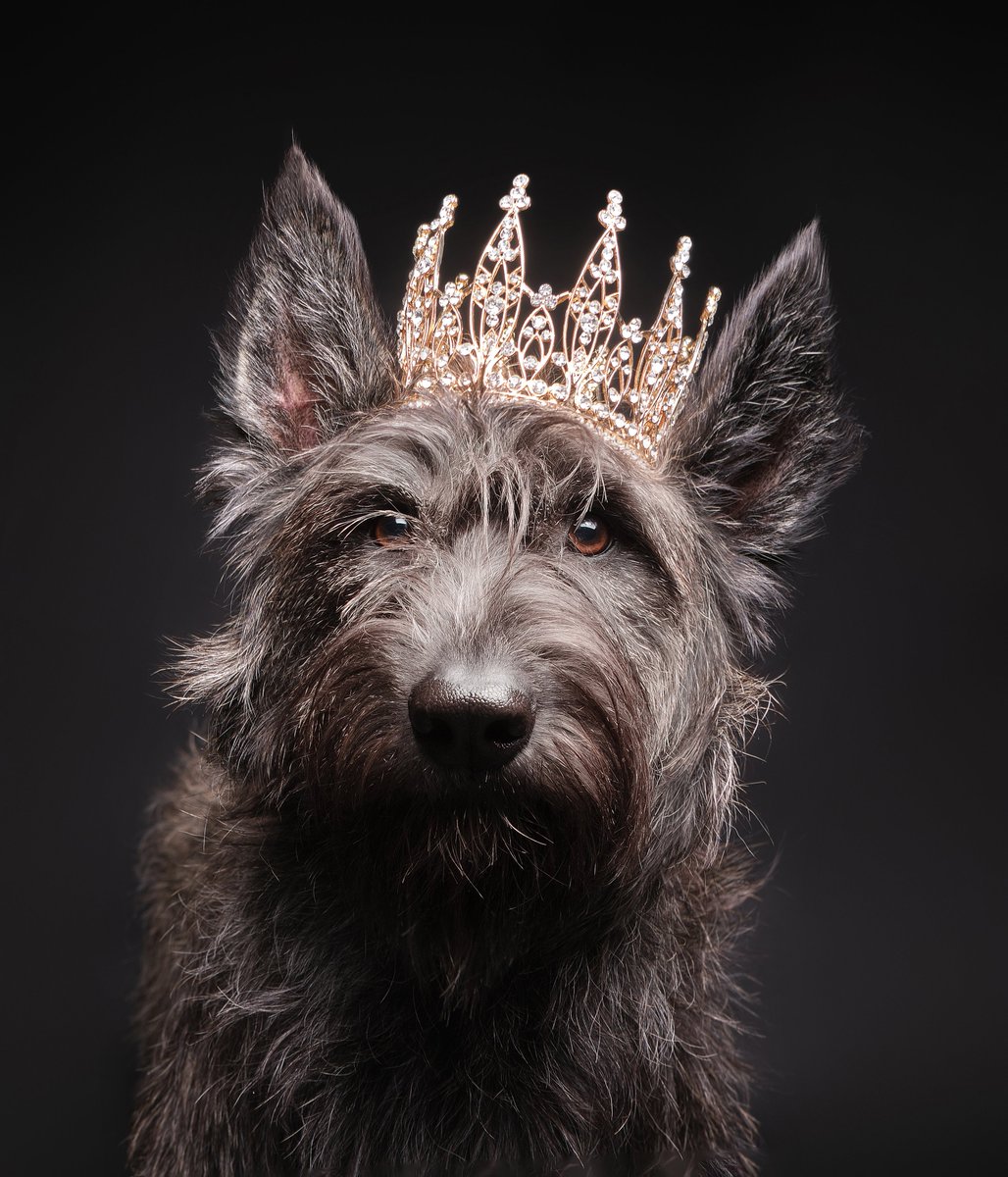 Butch McCartney 🐾 Dogizms tweet media