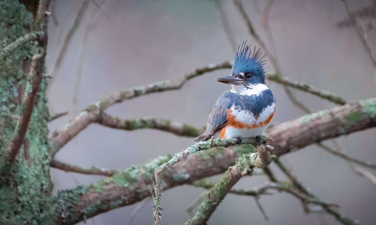 BassJesse's tweet photo. Well I finally scored a shot of the ever elusive kingfisher. This female flew in front of me and landed in a nearby tree. Got super lucky. #femalekingfisher #Kingfisher #beltedkingfisher #wildlife #photography #nikon #stumpylake #VirginiaBeach. https://t.co/VoWsfmcDKD