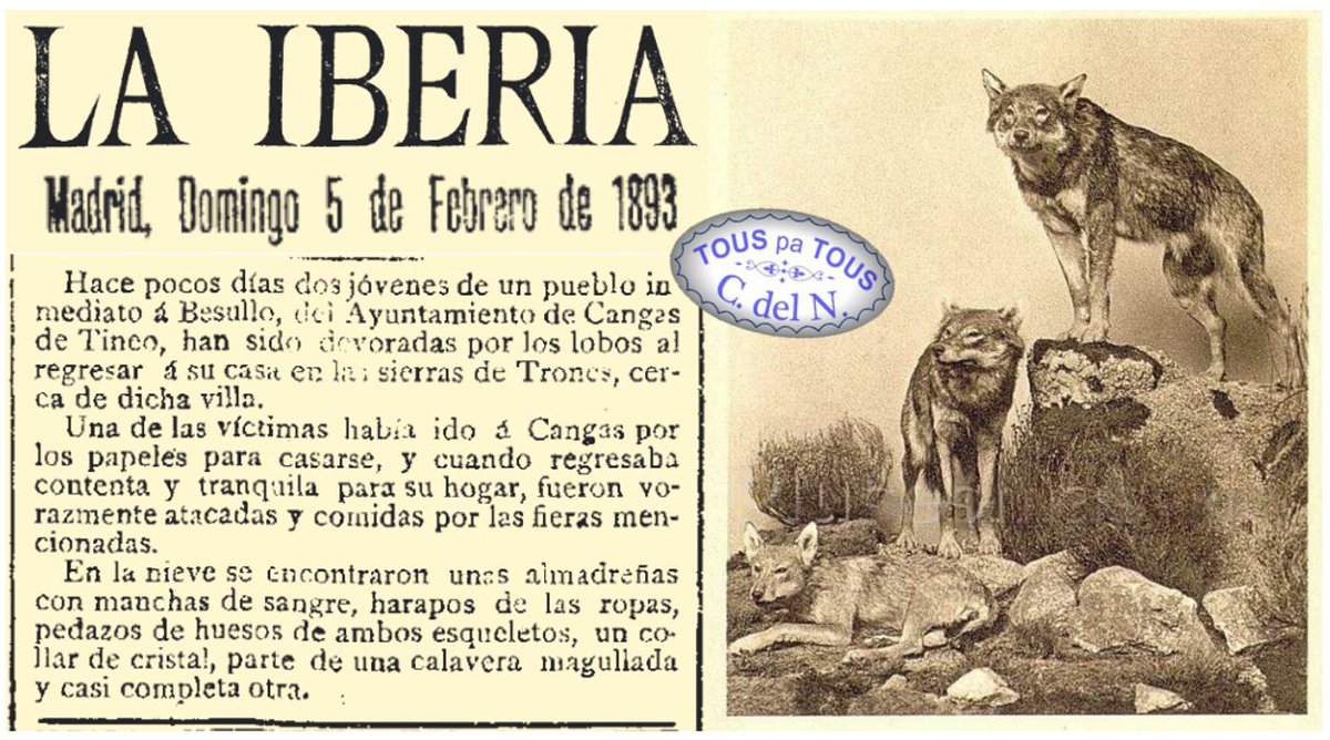touspatous's tweet photo. Efeméride: Tal día como hoy, hace 130 años...
Lo de los lobos en la parroquia de #Trones, #CangasdelNarcea está claro que no es de ahora, viene de lejos. https://t.co/IlgGf5MmeU