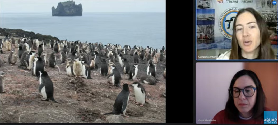 👏 ¡Qué bien lo hemos pasado con <a href="/beln_rosado/">Belén Rosado</a> en el webinar #AquaeSTEM! Ha compartido con los escolares del <a href="/CPMarceloGago/">CP Marcelo Gago</a> y <a href="/cpllaranes/">C.P. Llaranes</a> cómo es su trabajo estudiando los volcanes y sus experiencias en un lugar tan espectacular como la Antártida. 🏔️

➡️ aguasdeaviles.es/-/escolares-de…