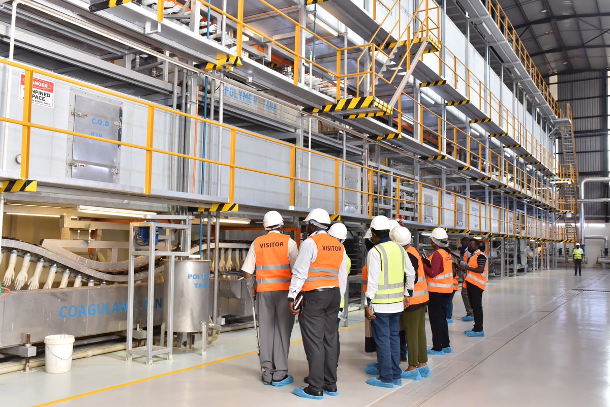 EAMedicalVitals's tweet image. Natural rubber latex (NRL) is tapped from rubber trees, or Hevea brasiliensis, to make latex gloves, whereas the inside of powder-free latex gloves is coated with a polymer and chlorinated, making the gloves easier to don and remove.

#gloves #manufacturingprocess #ISOCertified