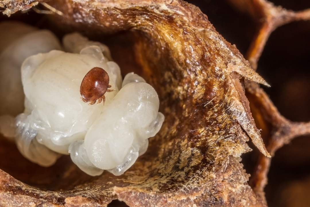 DrKSTraynor's tweet photo. We're hiring a #phd Candidate (E-13 65%) for 3 years to focus on honey bee and varroa host-parasite interactions. Join our dynamic team at the State Institute of Bee Research at the @UniHohenheim.  https://t.co/1HHapjUZT8 DM me for the English job description #academicjobs https://t.co/UMbhDHJhtK