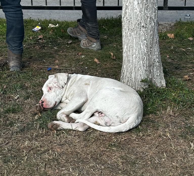 Arkadaşımdan bir bilgi geldi. Bu köpek Adıyaman Barbaros Hayrettin mah. Civarındaymış. Başında kimse yok, çok korkmuş sanırım, kayıp mı arayanı var mı veya orada korumaya alabilecek biri çıkar mı ?