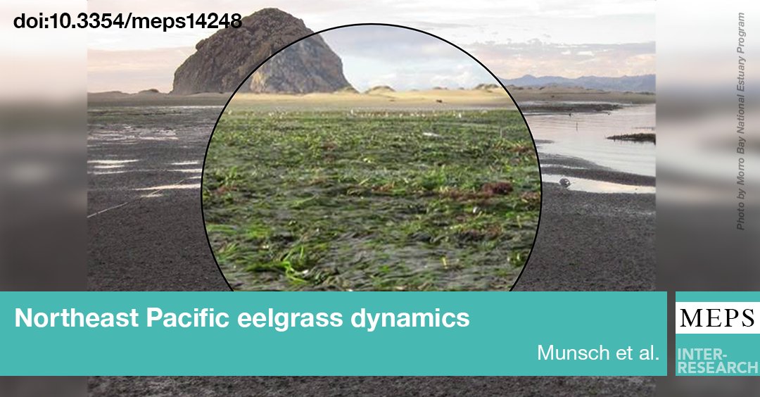 #Eelgrass meadow areal changes from year to year were quantified to inform delineation of protective boundaries that are robust to near-term meadow shifts. Meadows in landscapes with greater stressor regimes may be more dynamic
bit.ly/meps_705_61
