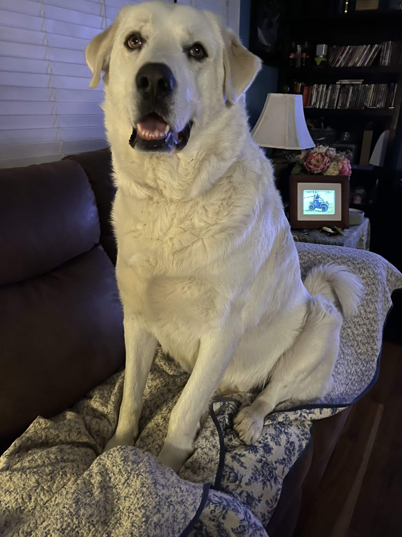 🇺🇸Scarlett🏇🏻Mayhem🇺🇸 on Twitter "fasc1nate My dog weighs 150 & takes