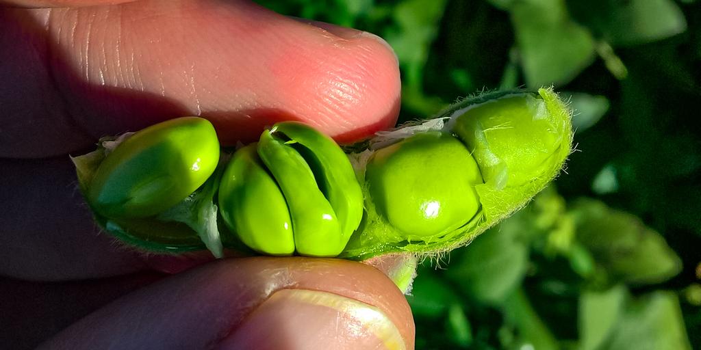 beet_system's tweet image. Happy #WorldPulsesDay! In line with our commitment to sustainability, all our Organic Soy is now sourced from Italy. This reduces the footprint of our delicious #plasticfree #FreshTempeh even further! 
#Tempeh