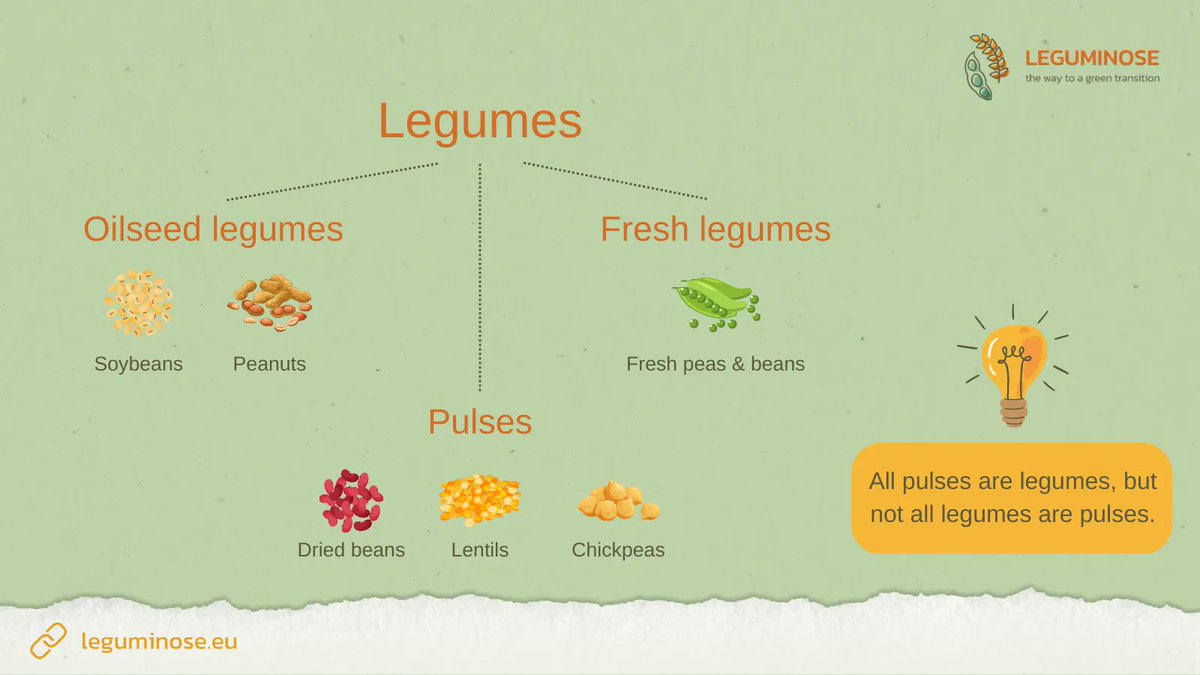 Leguminose Project on Twitter "Legumes or pulses what is the