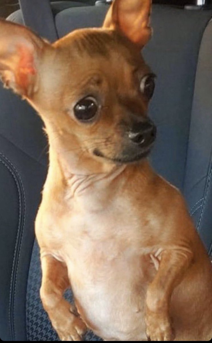 MathildaSanon's tweet image. Colleen: The dog is the reason why I haven’t moved in with Matt yet
The dog hearing this:
#loveisblind #loveisblindafterthealtar