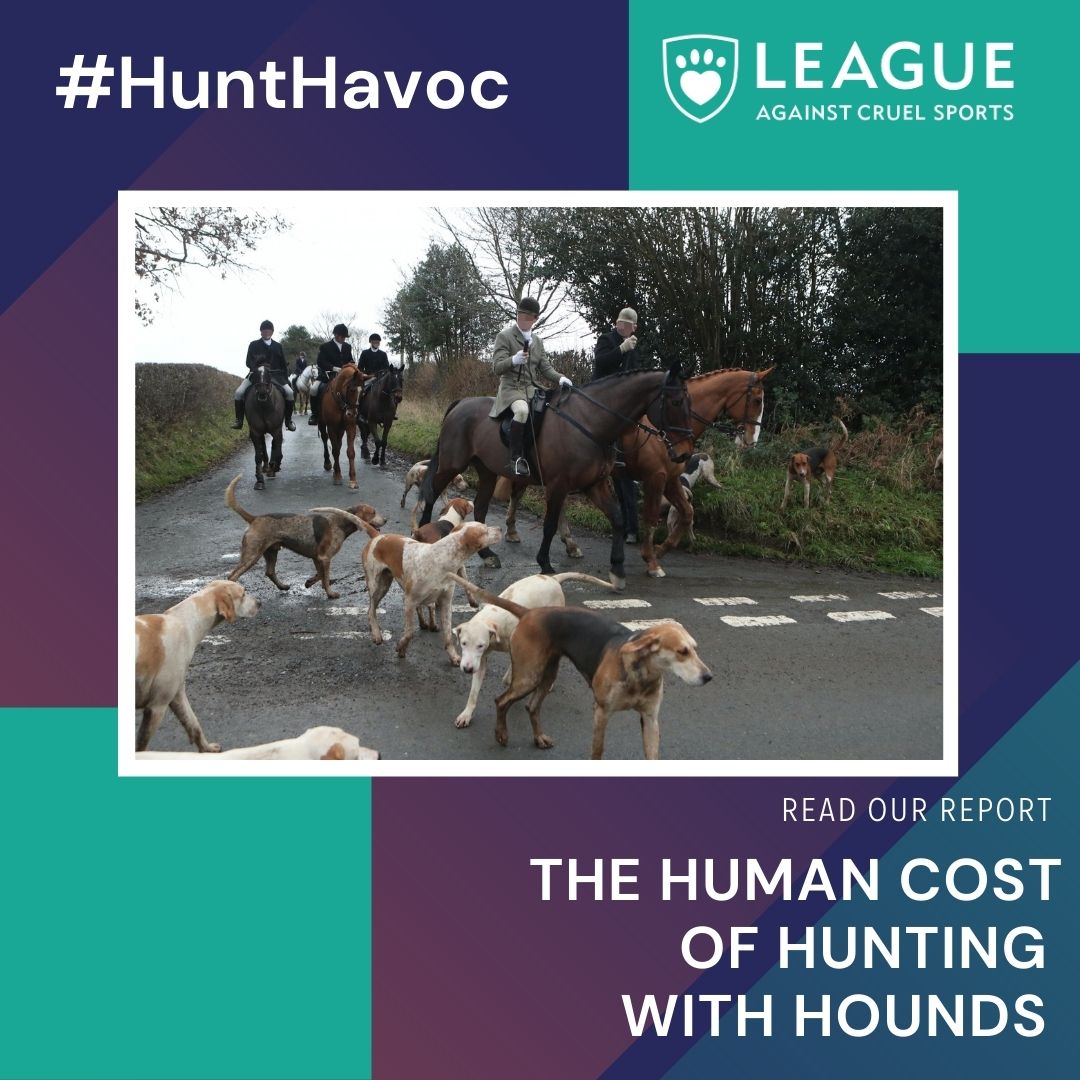 LeagueACS's tweet photo. #HuntHavoc is a very serious concern, impacting wildlife, people and communities nationwide. 
Read our report ‘The Human Cost of Hunting with Hounds’ to gain a greater understanding of it’s true impact https://t.co/V8IlONjQXu. https://t.co/2KVgzham8Y