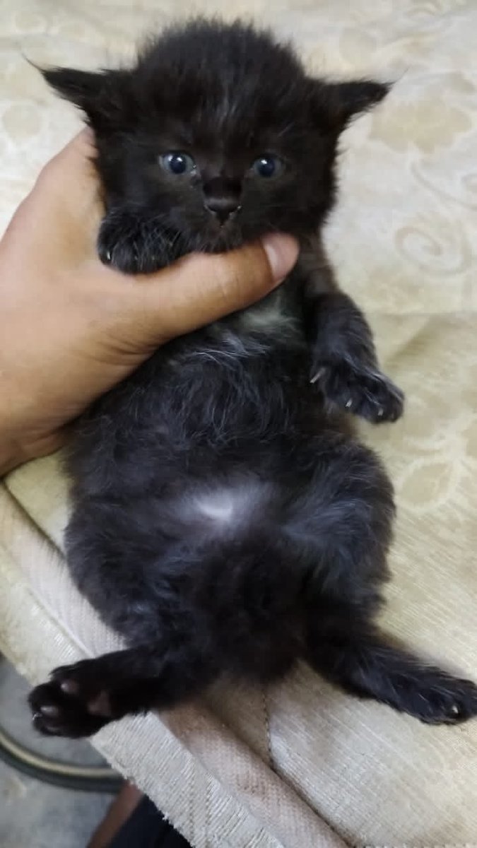 rofflisrobert's tweet photo. @puteriarchy Meh meh Aku ada 3 baby sekarang, dan ada lagi sekor tengah bunting. https://t.co/dXgChGy6im