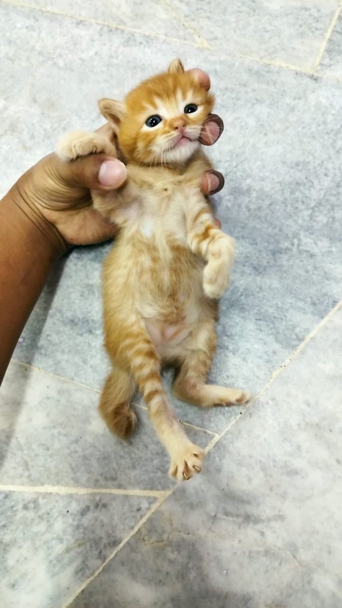 rofflisrobert's tweet photo. @puteriarchy Meh meh Aku ada 3 baby sekarang, dan ada lagi sekor tengah bunting. https://t.co/dXgChGy6im