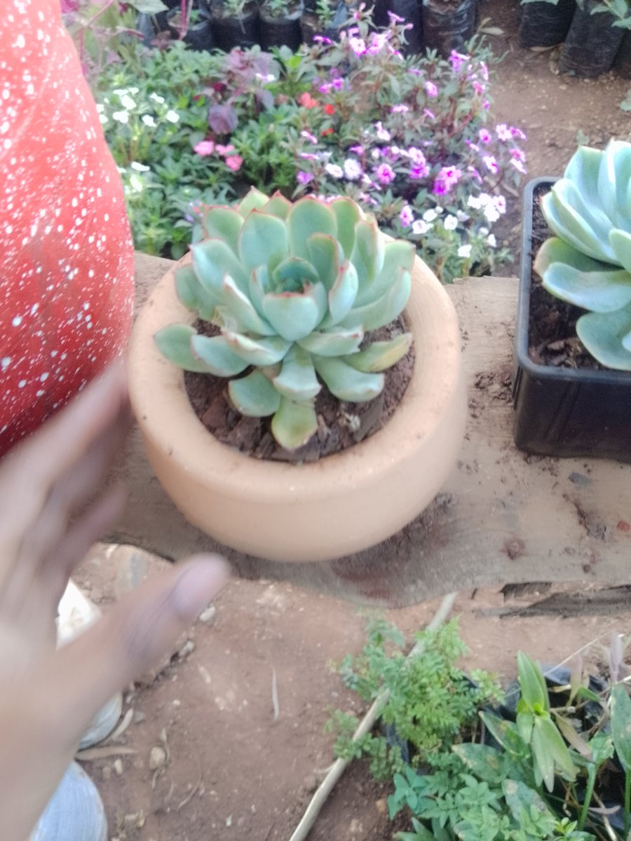 ecoscapesol's tweet photo. Succulents https://t.co/UGn8wBORW6 0790412118
#railaodinga #ruaraka #mudavadi #danielrono #apologize #ojienda #thedci https://t.co/7lavISAcXf