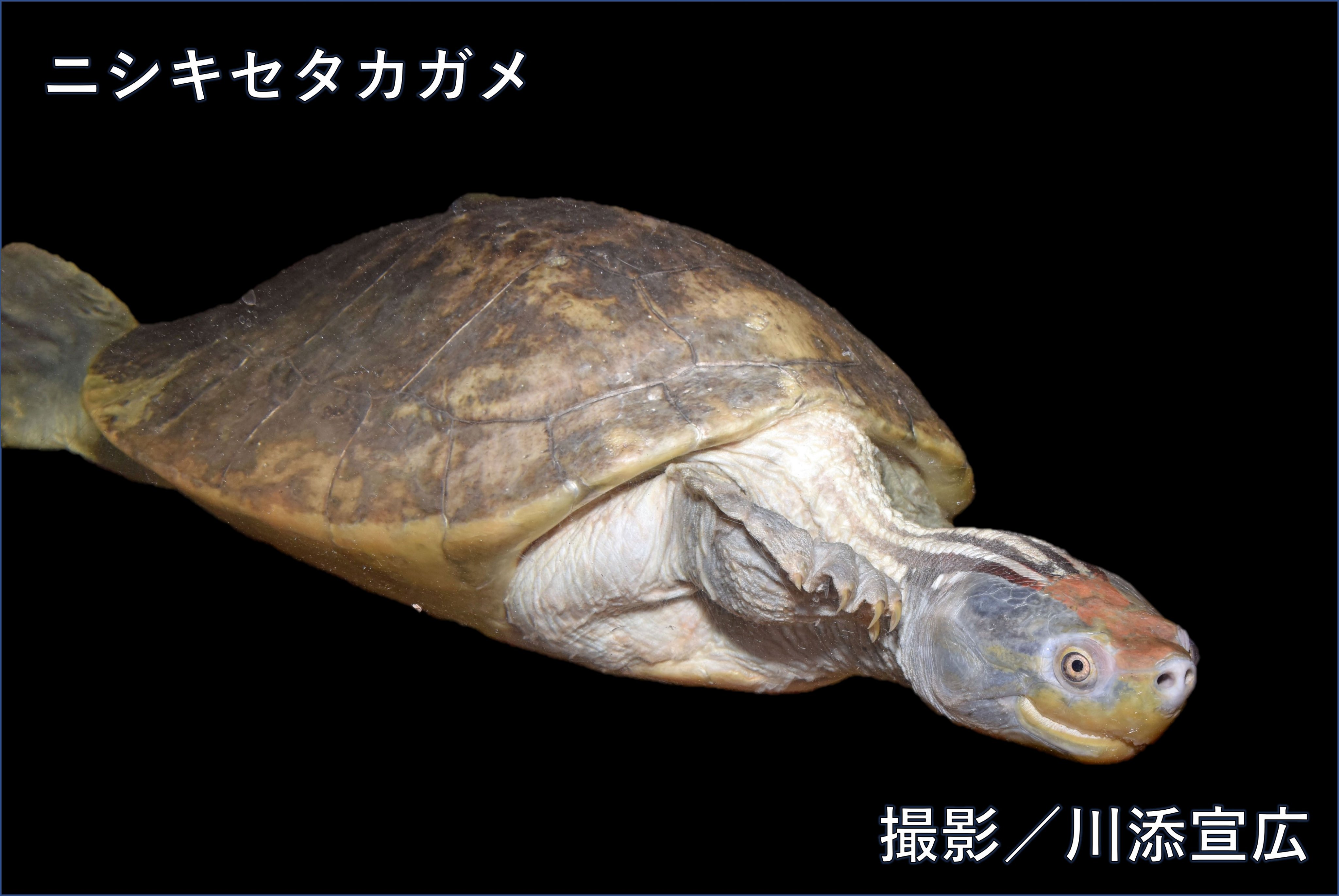 特別値引　世界のカメ分布チェックリスト hq720.jpg?sqp=-
