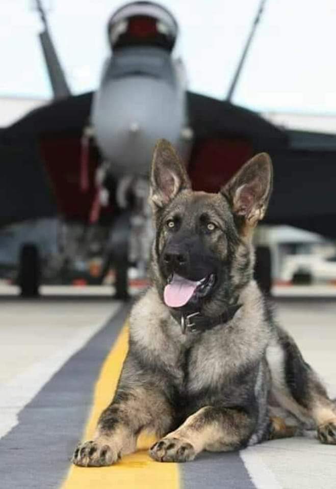 Insan kurtarmaya gelmis.❤