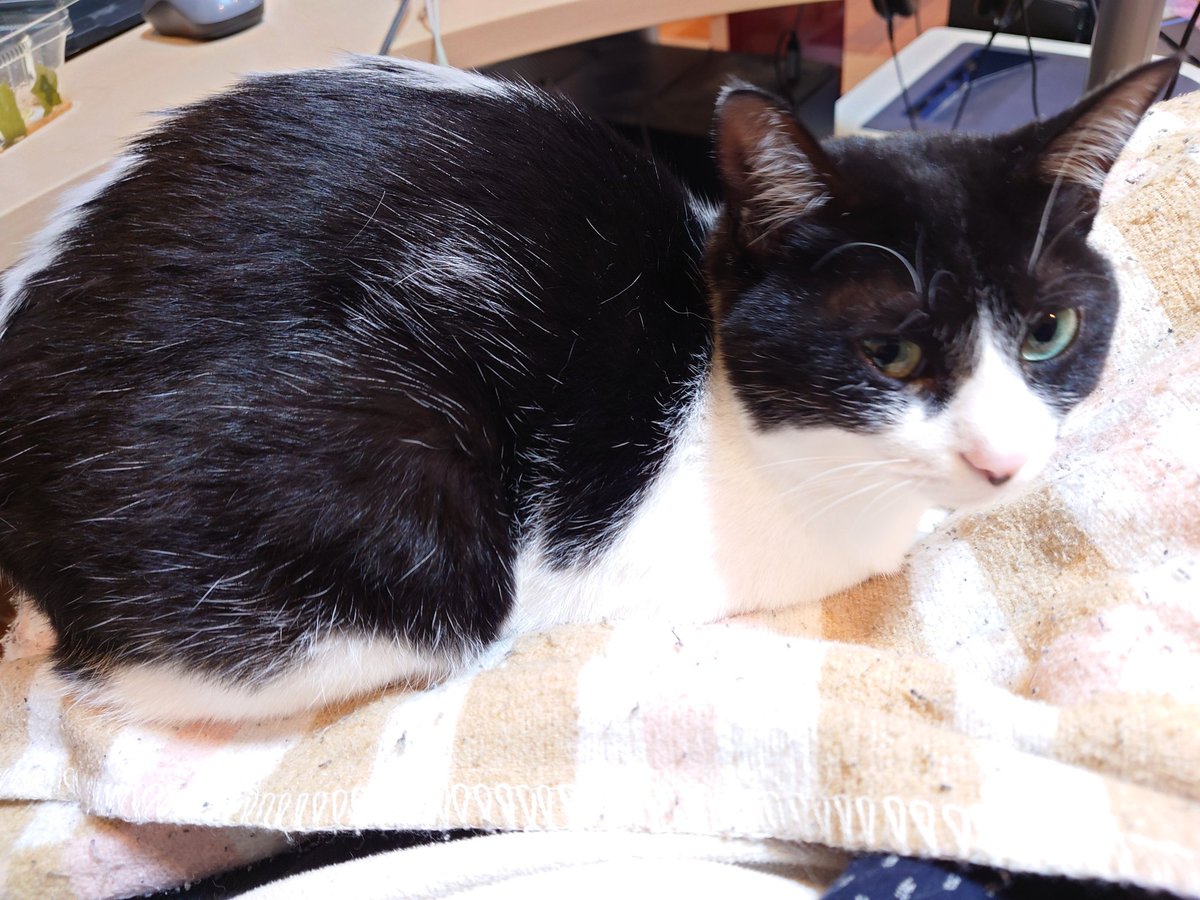 「寒い日にとても助かる天然湯たんぽ花ちゃん 猫の体温は高い 」|そりむらようじ／ゲチ子（新人Vtuber）のイラスト