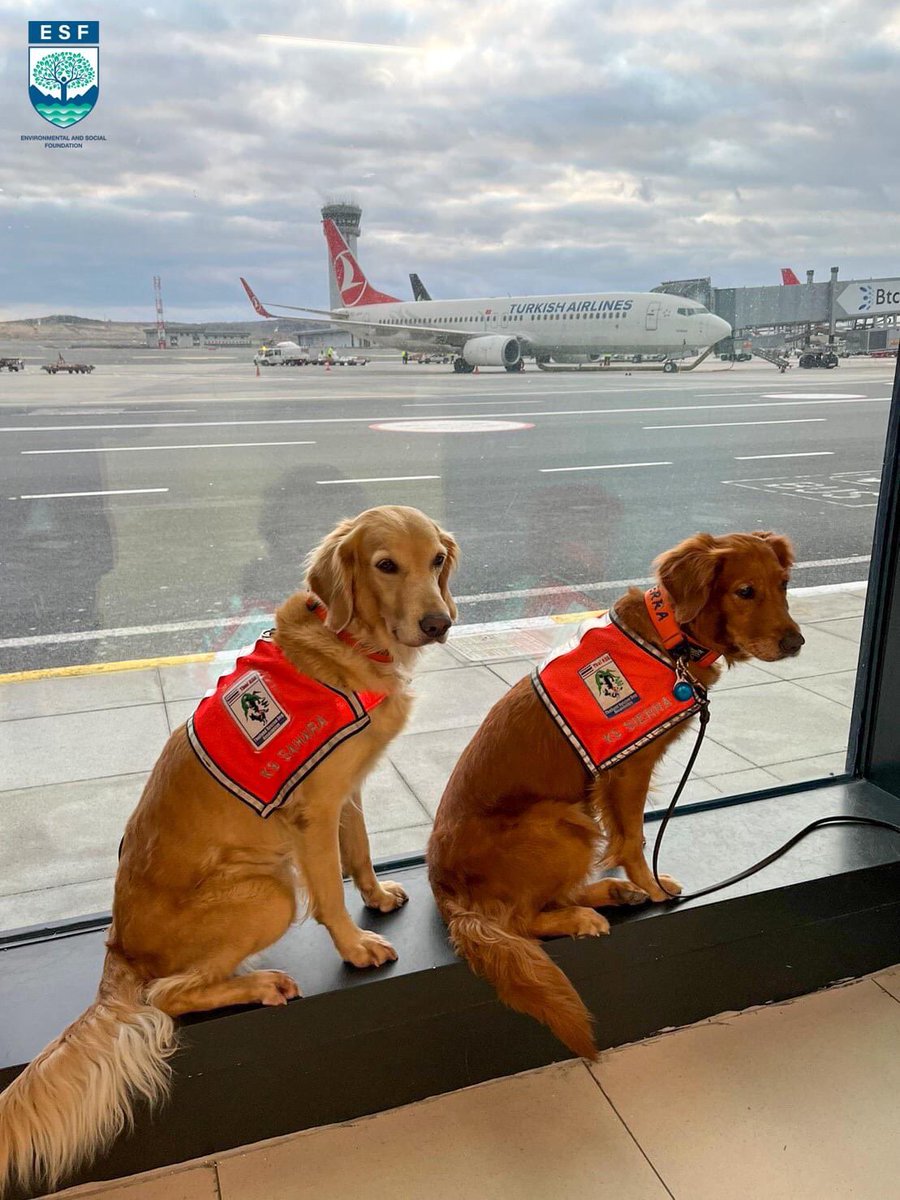 🦮 "เซียร์ร่า-ซาฮาร่า" ได้รับการดูแลเป็นอย่างดี ✈️🇹🇷🤗
ระหว่างการเดินทางทั้งคืน K9 ทั้งสองตัวได้รับการดูแลอย่างดีจาก แอร์โฮสเตส ของสายการบิน
#แผ่นดินไหวตุรกี #ตุรกี #แผ่นดินไหว #TurkeySyriaEarthquake #TurkeyEarthquake