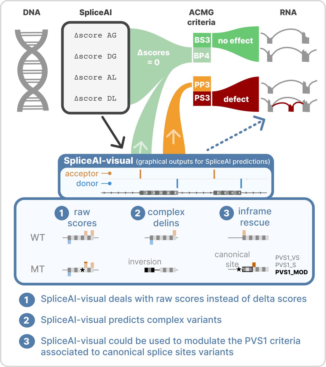 JMdeSteAgathe's tweet photo. 😀SpliceAI-visual is out

Wanna go deep and refine your splicing analysis?🔍
access easiliy to SpliceAI absolute scores with https://t.co/7Ze53CrHBl (thx to David Baux #mobidetails)

read the paper: https://t.co/L30sbw9xNc https://t.co/3k5BK0I0lU