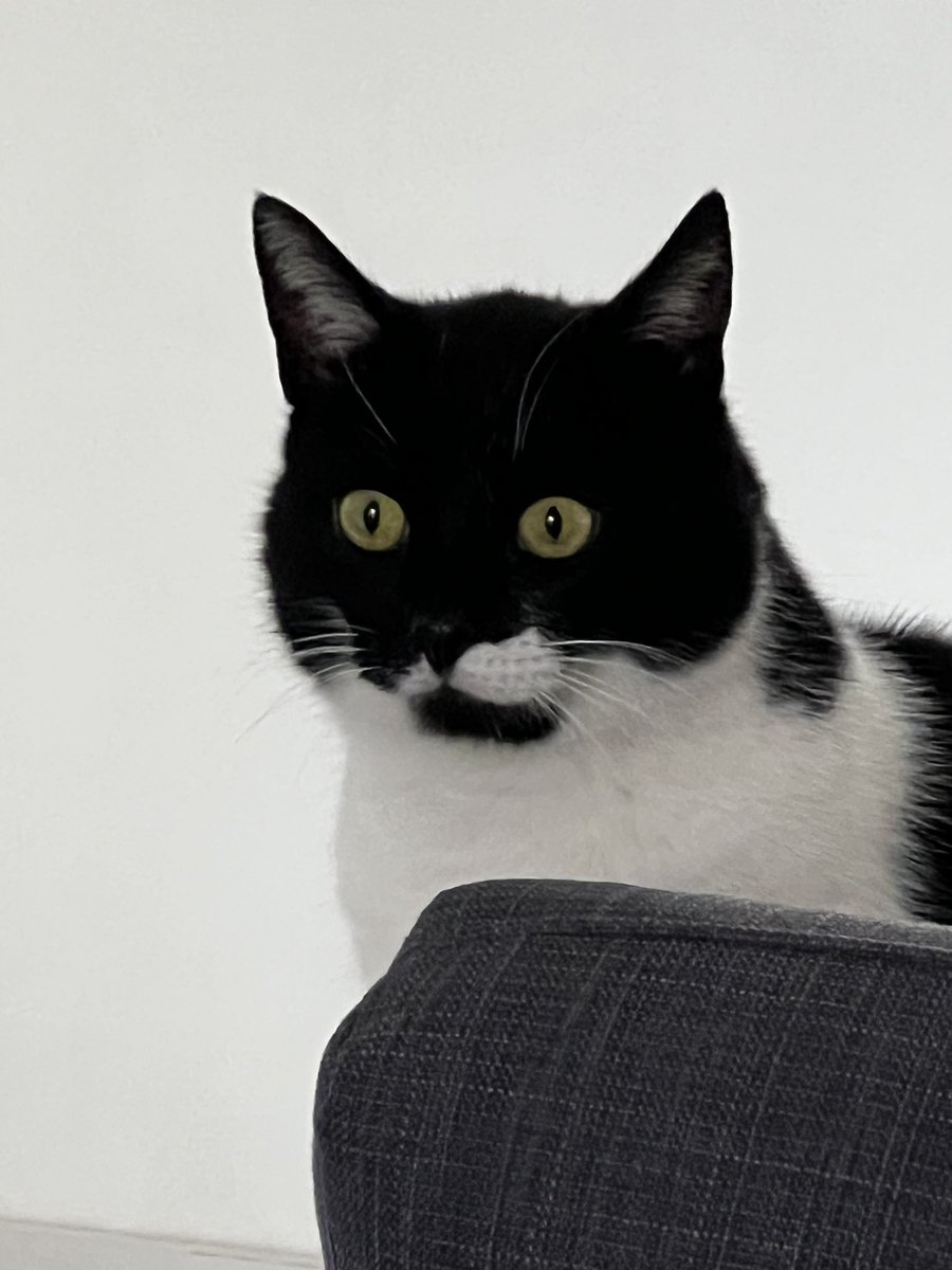 MJandSpud's tweet photo. T  E  R  R  O  R #cats #CatsofTwittter #scaredycat https://t.co/OuRoR6nIdp