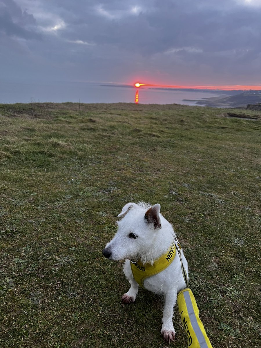 PodLegged's tweet photo. Just pod overlooking his kingdom at last night’s sunset 🐶🐶😊. #famouspod #3legsarebetter #dogsoftwitter #dogs #AdoptDontShop https://t.co/nzjrPXGs3L