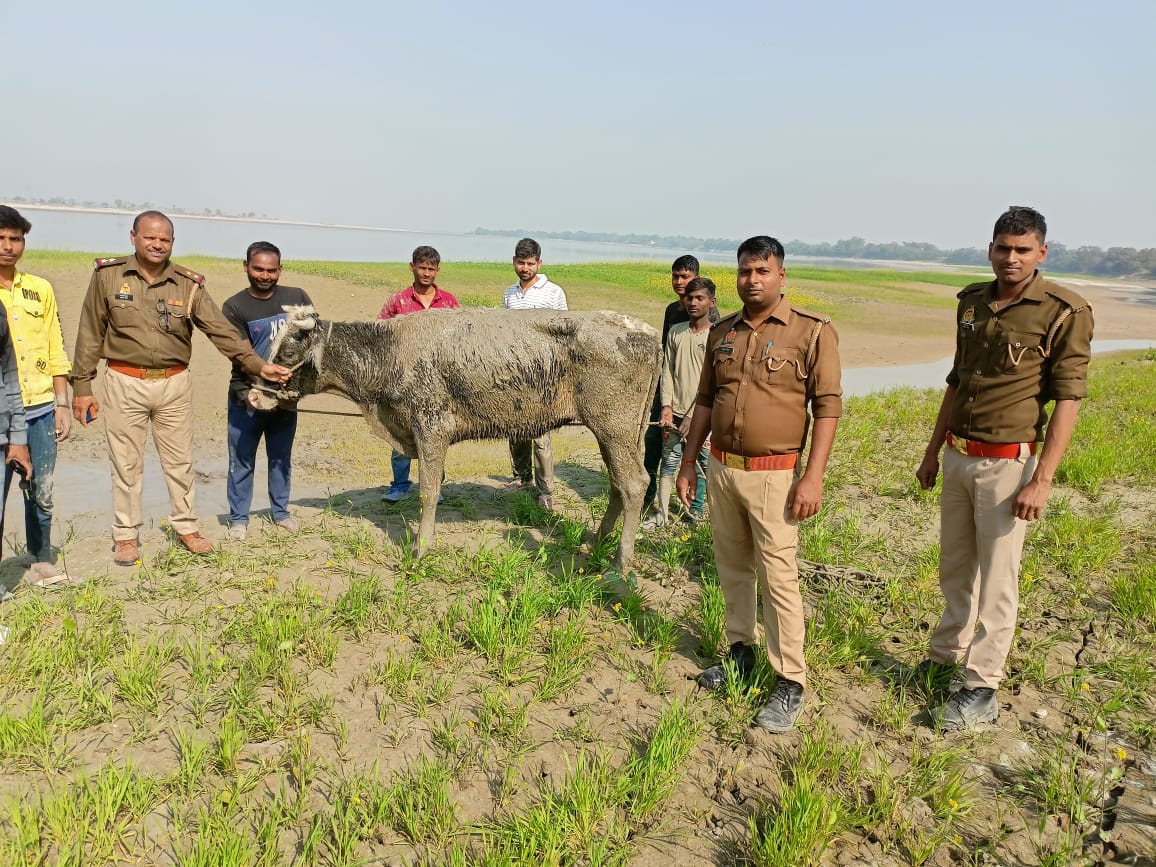 Akshaypolicecop's tweet photo. थाना गोसाईगंज की पुलिस द्वारा दो दिन से दलदल में फसी गोवंश(गाय)को रेस्क्यू कर सकुशल बाहर निकाला गया । https://t.co/masD47Rqbl