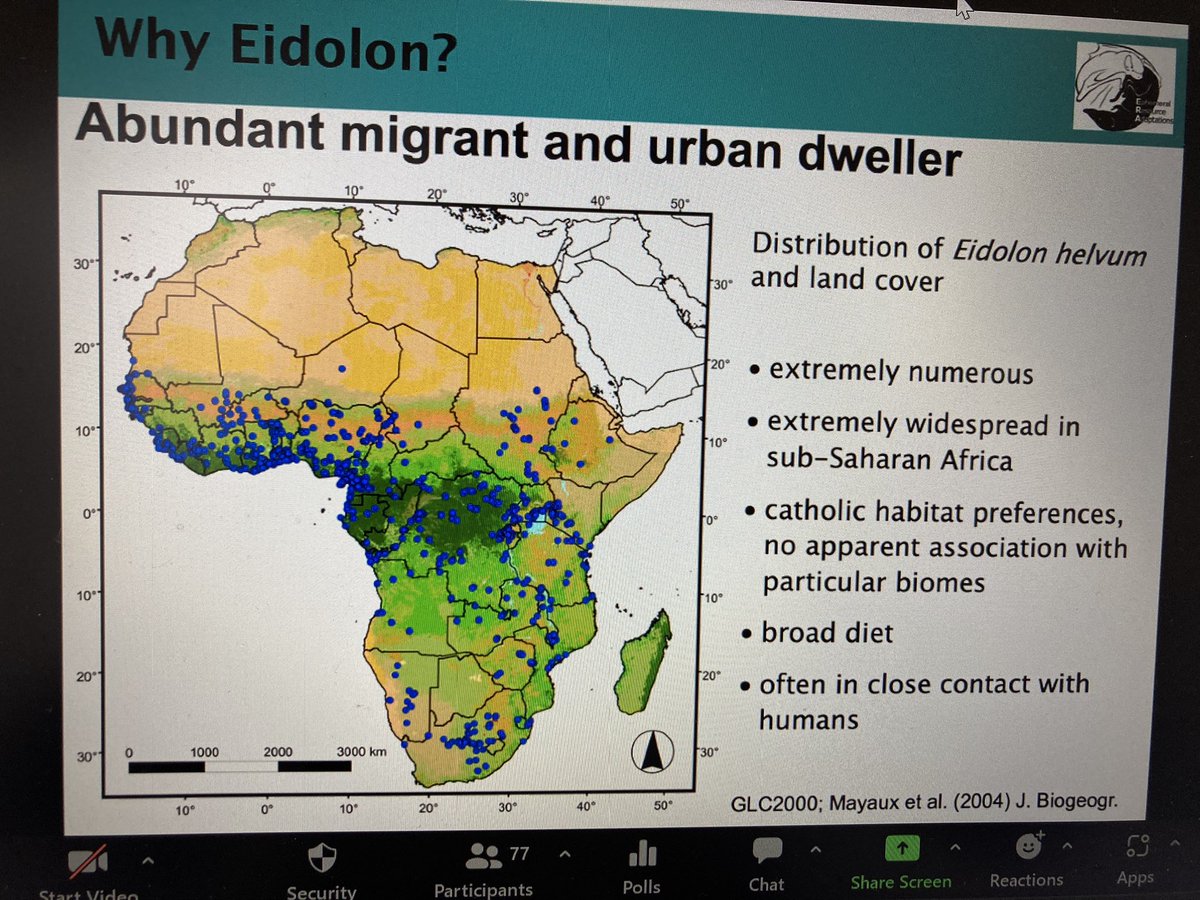 bats_w_borders's tweet photo. Keynote speaker Dr @DinaDechmann @MPI_animalbehav talks about secret #gardeners of #Africa - straw-coloured fruit bat a keystone species widespread across Africa but in decline. Tagging bats to understand #dispersal distances and #seasonal differences #treasurehunt #WiBS2023 https://t.co/qgMs1GTsdY