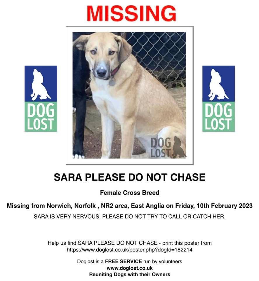 lstarlingphoto's tweet photo. My friend’s dog is missing from NR2 in Norwich, please keep an eye out! #Norwich #MissingDogUK #NorwichNorfolk https://t.co/Z87DWs6UPB