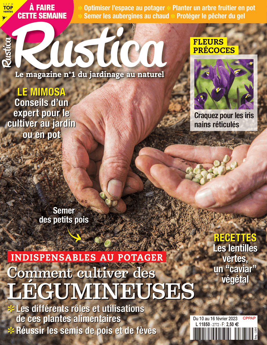 alaindelavie's tweet photo. Du 10 au 16 février 2023, #Magazine #Rustica
Dossier : Comment cultiver les légumineuses : petits pois et fèves.
Zoom sur les mimosas et les iris nains
Calendrier à conserver : 
+ les travaux de #jardinage du moment
#presse #magazine #hebdo #jardinage #jardinbio https://t.co/w0V8BLenIX