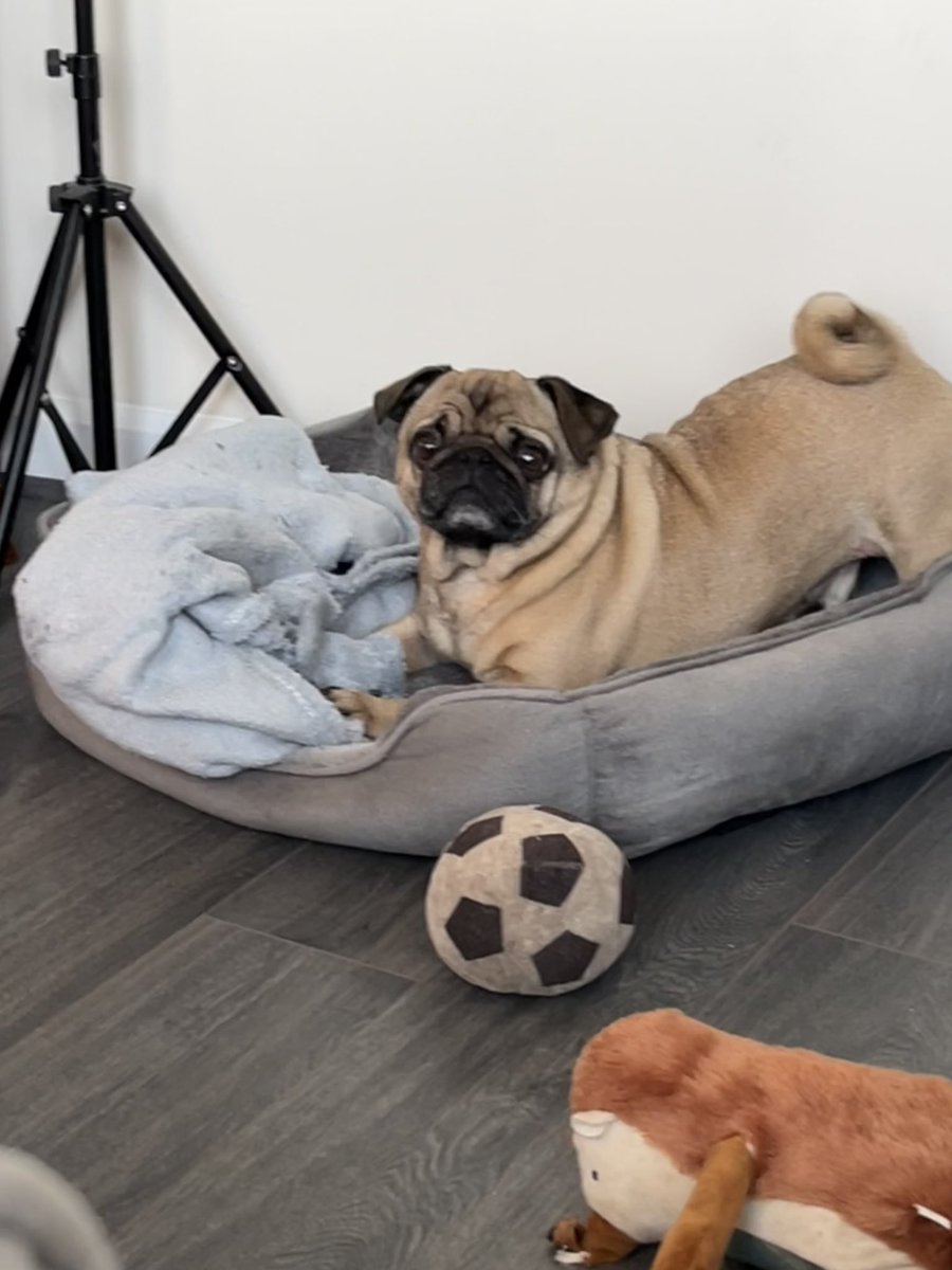 PugBrigadier's tweet photo. My last picture of Bailey he’s being collected at lunch time. Going to miss my cuddle pug. Both Brigs and Bailey are very quiet this morning (brigs doesn’t normally do quiet). #pugs #pugrescue #PDWRA #AdoptDontShop #puglife #dofsoftwitter #fosteringsaveslives https://t.co/FyOnYOyE6s