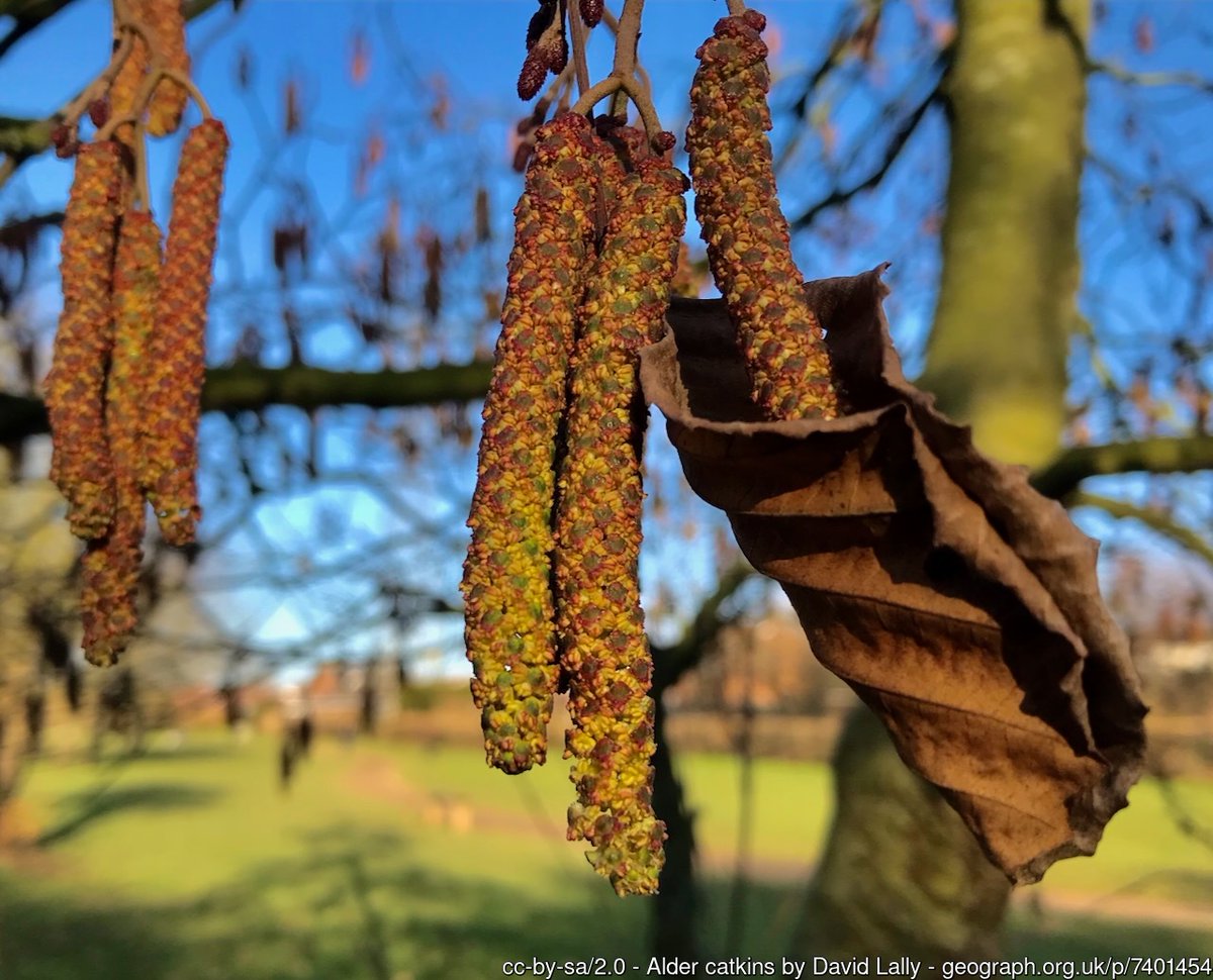 geograph_bi's tweet photo. Observed yesterday #Derbyshire
#catkins #alder #spring #LongEaton #closelook https://t.co/75GL2CzCk7 https://t.co/mTOQwtTapC