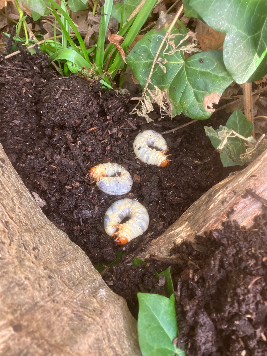 Lambeth TCV tweet media