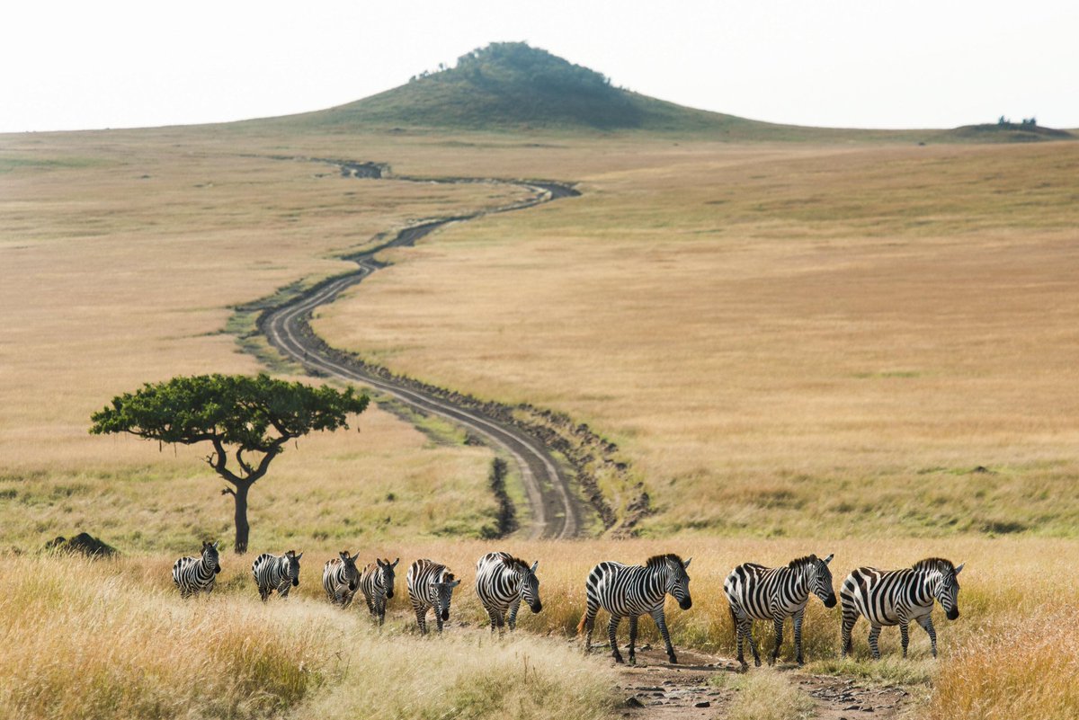 nyangulo2022's tweet photo. Endless plains of serengeti national park one can't be miss
#serengeti #Migration #wildebeest #wildness #wildearth #wildvideos #wildlifephotography #wildlife #zebras #booksafari https://t.co/tl1jnIAvQo