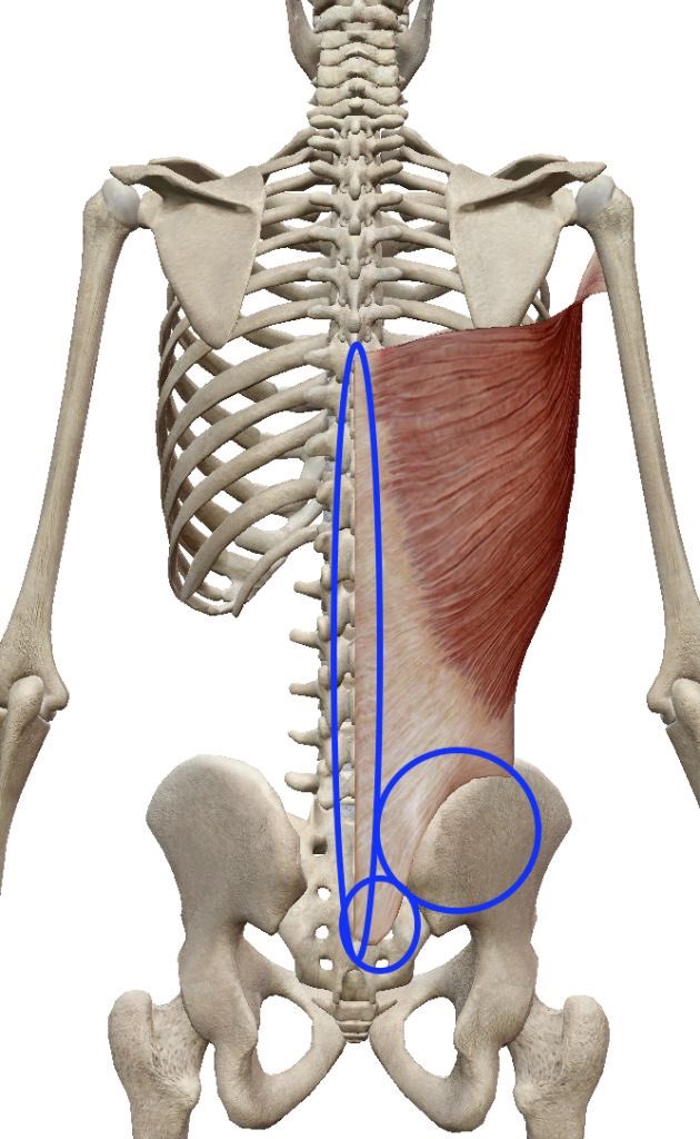 【解剖】広背筋
起始:第6胸椎棘突起〜第5腰椎棘突起、腸骨稜の後方、正中仙骨稜、第9〜12肋骨
停止:上腕骨小結節稜

作用:肩関節の伸展・内転・内旋・水平外転外転