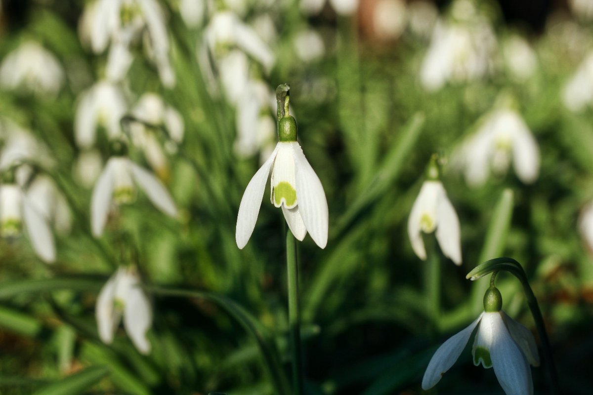 PanxingC's tweet photo. [#Agenda] Demà, dissabte 11, es farà la primera sortida de la 3a edició del Cicle de Flora Cerdana organitzat per @recercacerdanya 

L'activitat de febrer està dedicada als lliris de neu (Galanthus Nivalis) 🌱 ❄️ 

➡️ Inscriu-te enviant un mail a grup@recercacerdanya.org https://t.co/GbvTKWo9jx