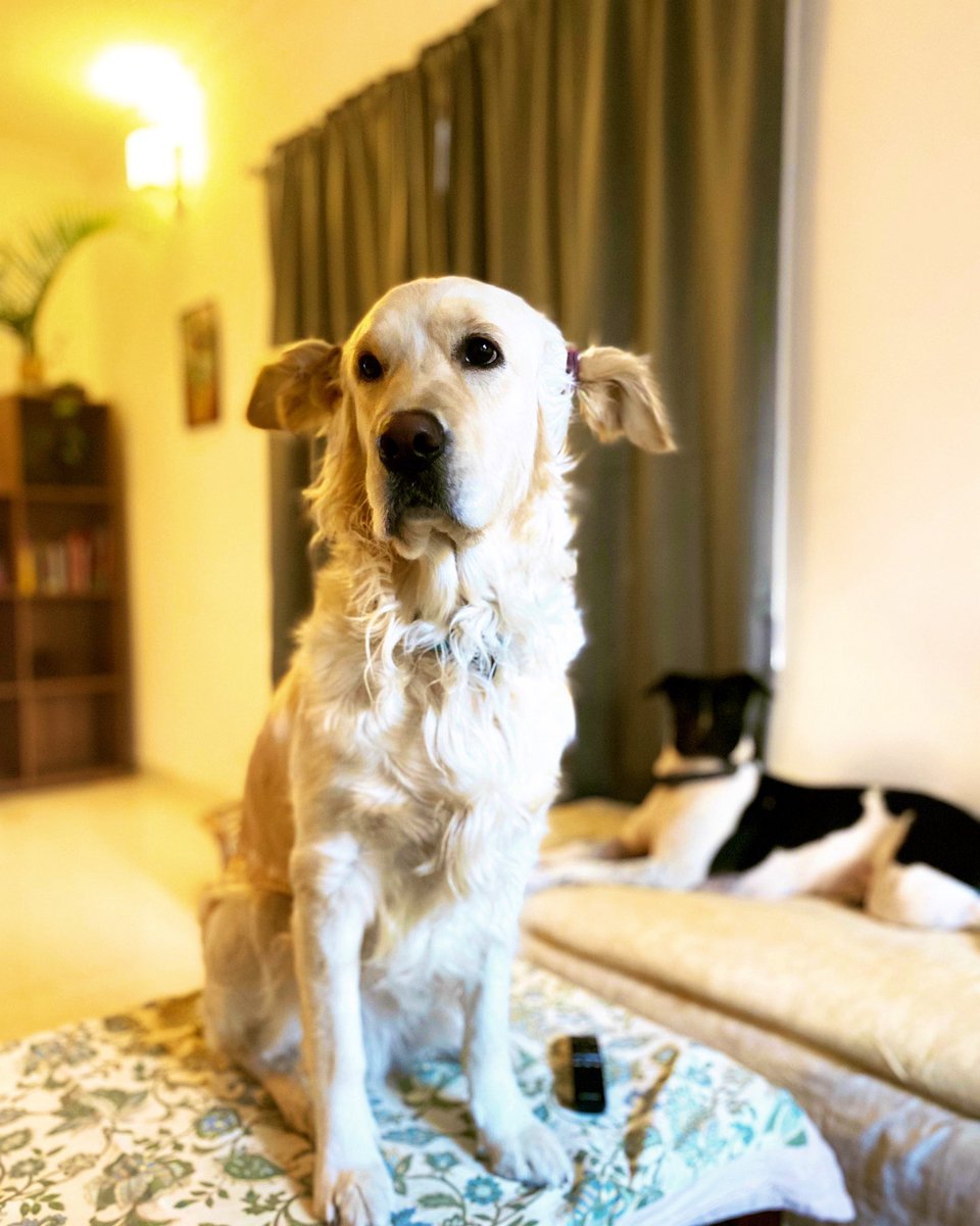 When my hooman finds weird ways to put ear drops for my infection 🧑🏻‍⚕️
P.S my younger sister behind is watching all drama. 
#MedTwitter #DogsofTwittter
